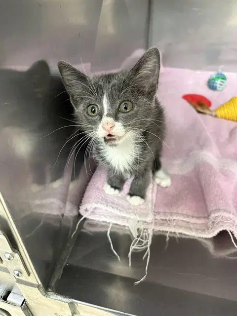 Hehe - Domestic Short Hair