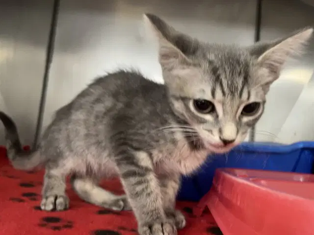 Wingstop - Domestic Short Hair