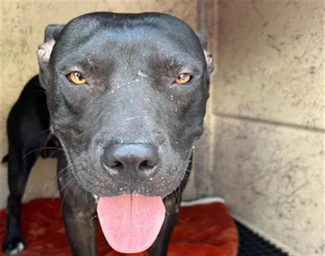 Ryno - Pit Bull Terrier