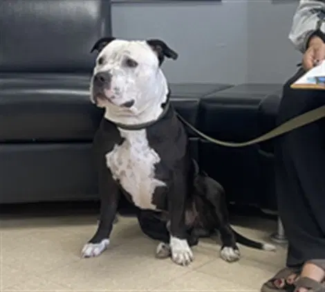Dustin - Pit Bull Terrier