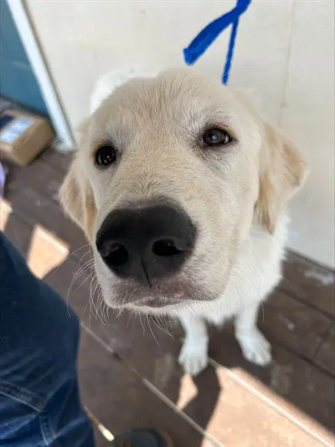Samson - Great Pyrenees