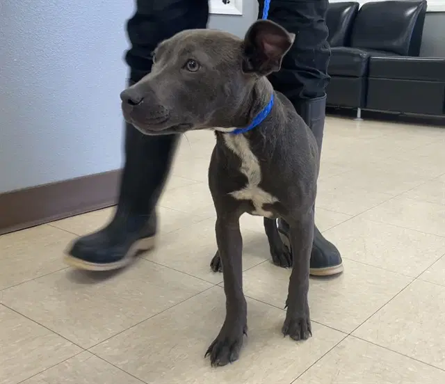 Julia - Pit Bull Terrier