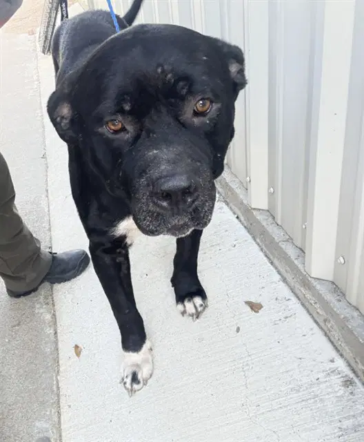 Tough - Cane Corso Mastiff