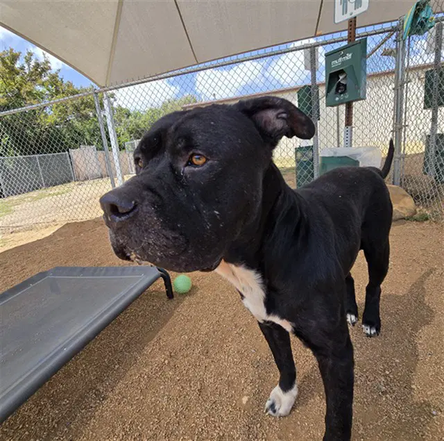 Tough - Cane Corso Mastiff