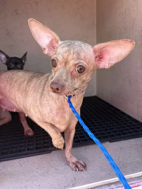 Chloe - Chihuahua