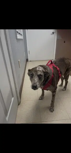 Brida - Catahoula Leopard Dog