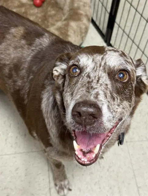 Brida - Catahoula Leopard Dog
