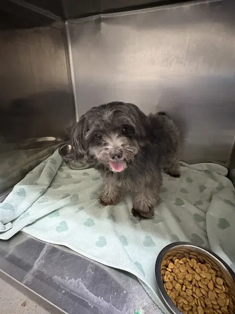 Frankie - Shih Tzu
