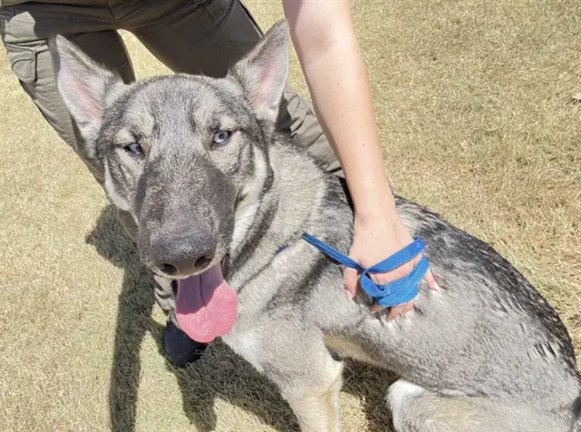 Skye - German Shepherd Dog