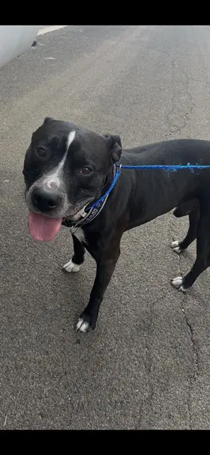 Tyson - Pit Bull Terrier