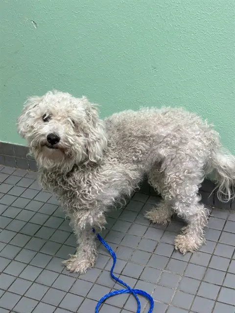 Casper - Poodle (Miniature)