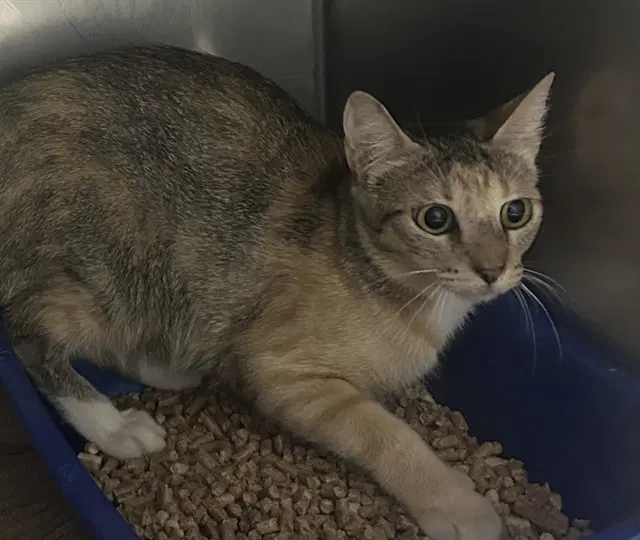 Sassy Pants - Domestic Short Hair