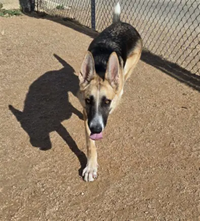 Odette - German Shepherd Dog