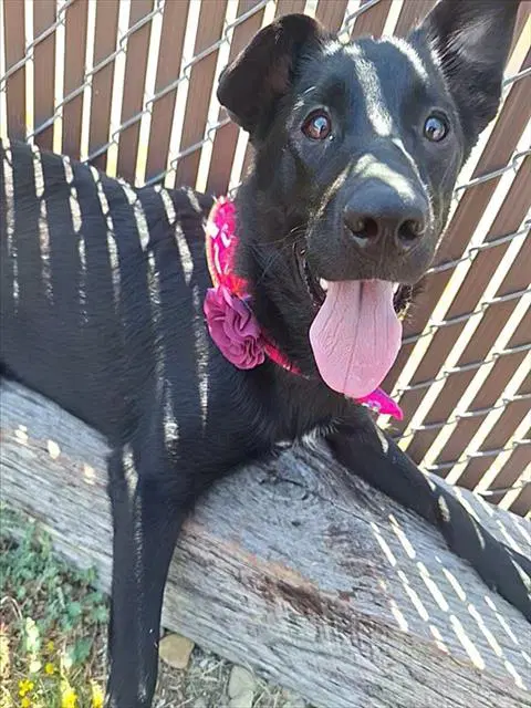 Poppy - German Shepherd Dog