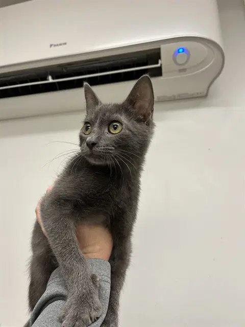 Lotus - Russian Blue