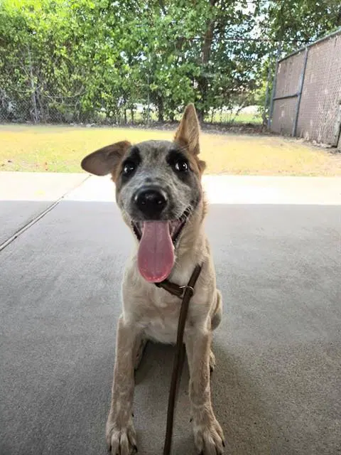 Sage - Australian Cattle Dog/Blue Heeler