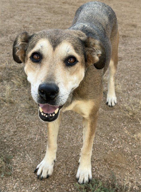 CALISSA, a dog for adoption from Killeen Animal Control