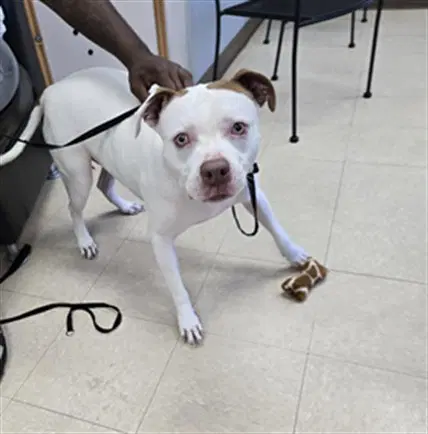 Bob - Pit Bull Terrier