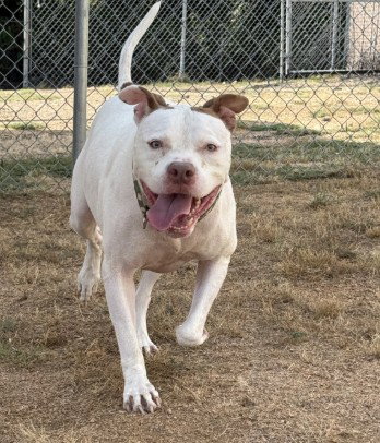 BOB, a dog for adoption from Killeen Animal Control