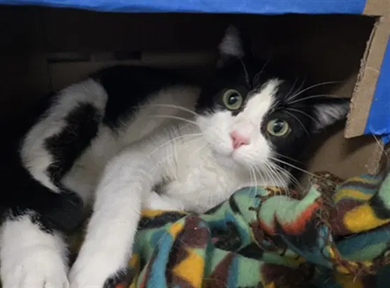 Hashbrown - Domestic Short Hair