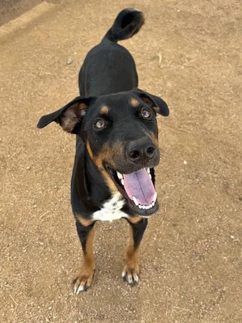 Star - Doberman Pinscher