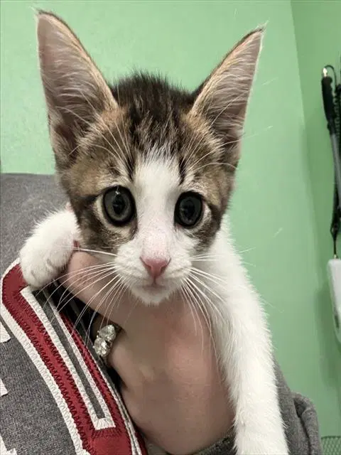 Octavia - Domestic Short Hair