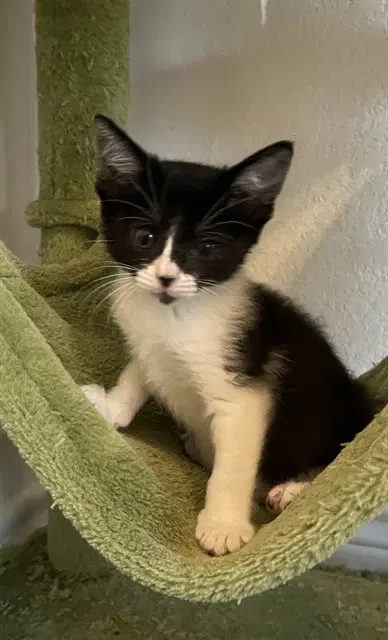 De La Rose - Domestic Short Hair