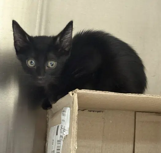 Jalapeno - Domestic Short Hair
