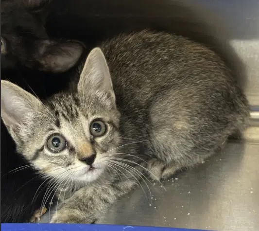 Habanero - Domestic Short Hair