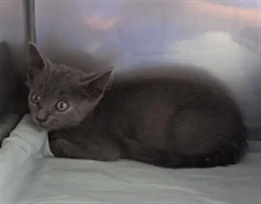 Artichoke - Domestic Short Hair