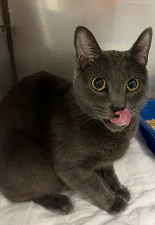 Oscar - Domestic Short Hair