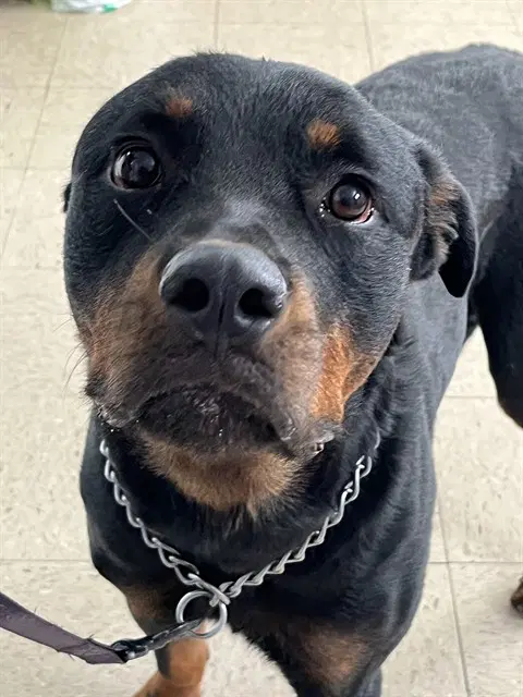 Khan - Rottweiler