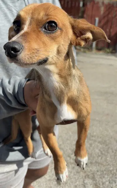 Astoria - Chihuahua