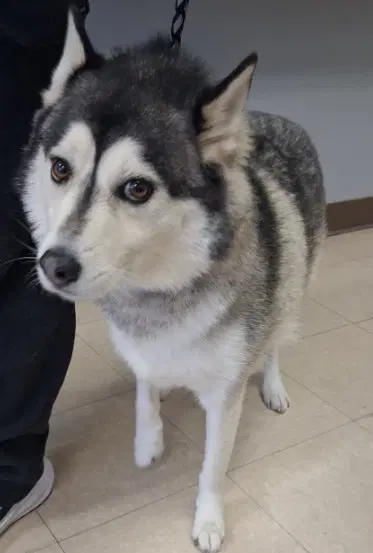Steele - Siberian Husky