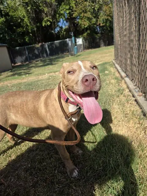 Ruby - Pit Bull Terrier
