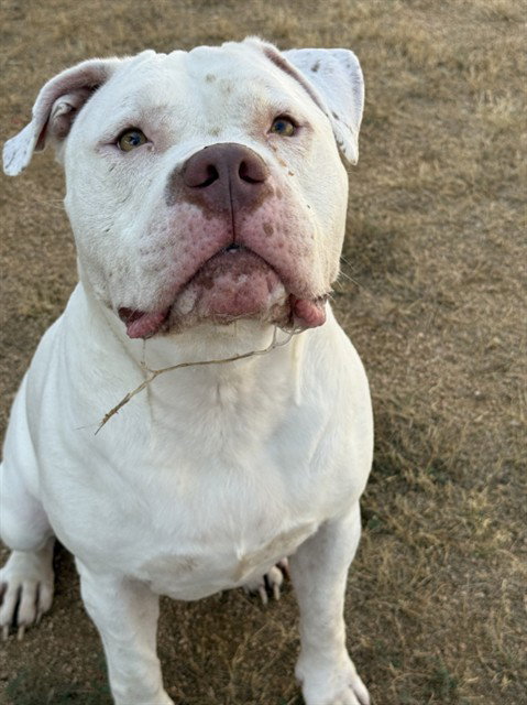 XENA, a dog for adoption from Killeen Animal Control