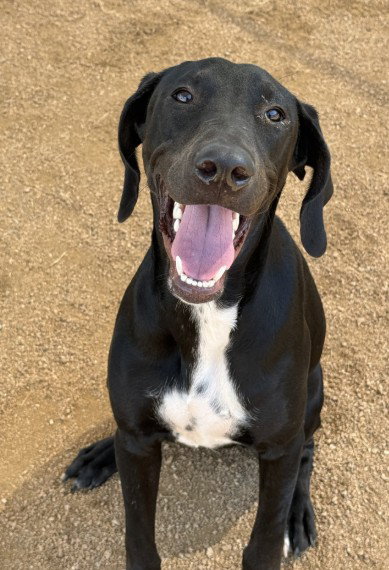 CHU-CHU, a dog for adoption from Killeen Animal Control