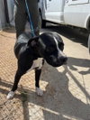 TANK — Killeen, TX Adoption