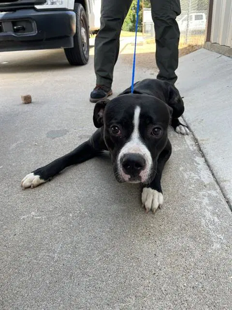 Onyx - Pit Bull Terrier