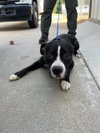 ONYX — Killeen, TX Adoption