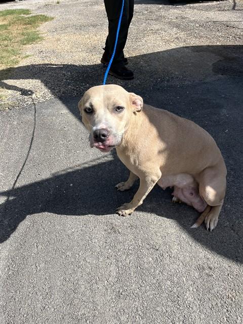ZENA, a dog for adoption from Killeen Animal Control
