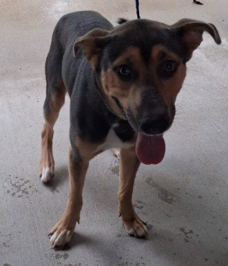 RUFUS, a dog for adoption from Killeen Animal Control