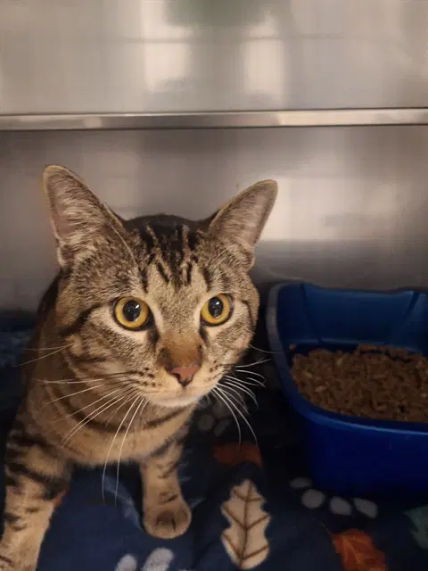 Goob - Domestic Short Hair