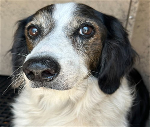 ERIC, a dog for adoption from Killeen Animal Control