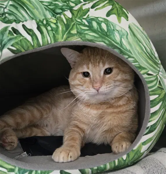 Blaze - Domestic Short Hair