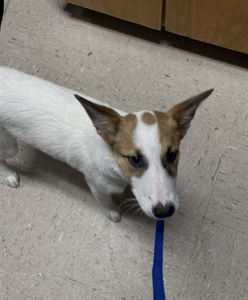 CHECKERS, a dog for adoption from Killeen Animal Control