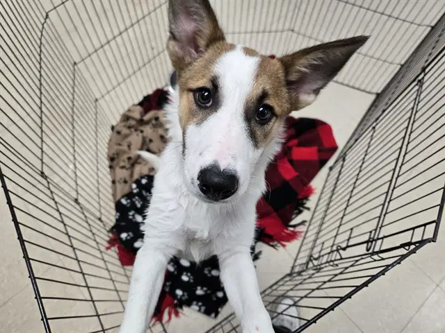 Checkers - Jack Russell Terrier (Parson Russell Terrier)