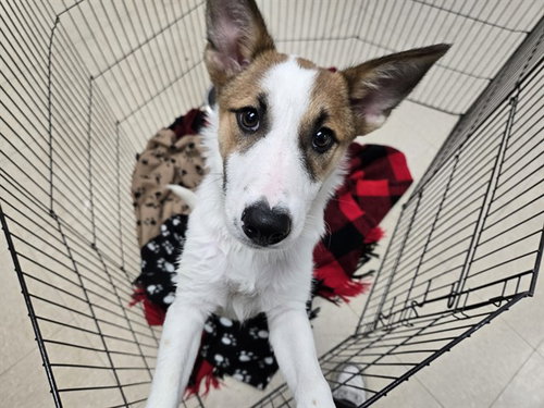 Checkers, Jack Russell Terrier (Parson Russell Terrier) / Mixed (medium coat)