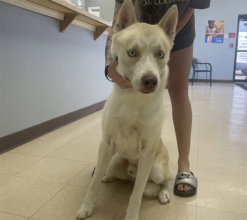 PUMA, a dog for adoption from Killeen Animal Control