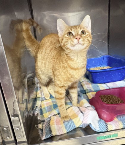 JACK-O-LANTERN, a cat for adoption from Killeen Animal Control